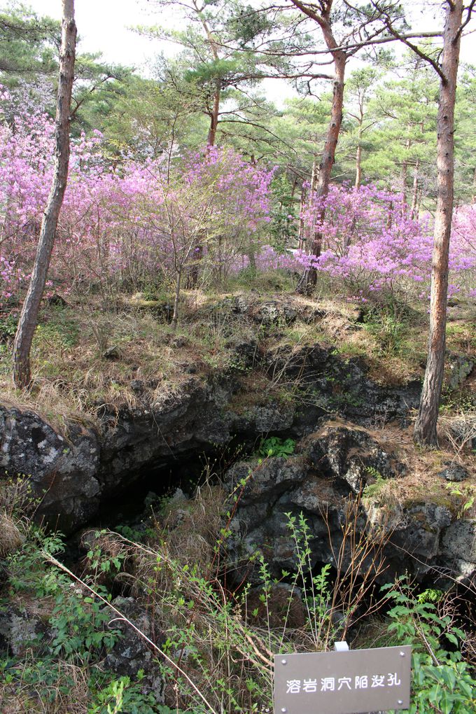 地面にぽっかり、深さ約3メートルの溶岩樹型。春にはつつじも！