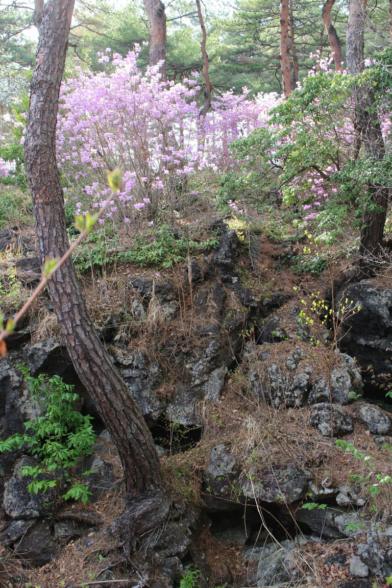 地面にぽっかり、深さ約3メートルの溶岩樹型。春にはつつじも！