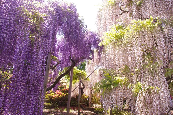 まるで夢の世界 美しい藤の魅力溢れる あしかがフラワーパーク 栃木県 Lineトラベルjp 旅行ガイド