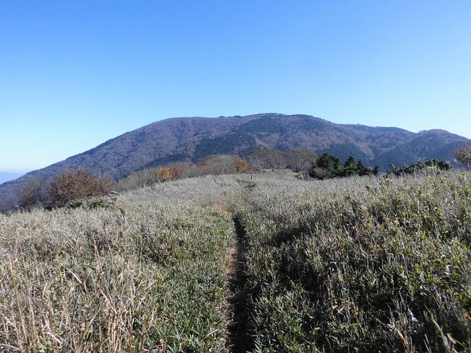 �_�C�̌�͏��S�҂ɃI�X�X���ȃg���C��