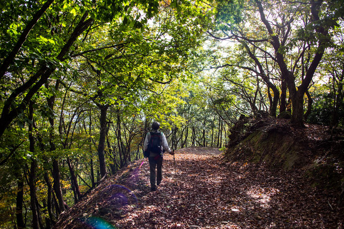 �_�C�̌�͏��S�҂ɃI�X�X���ȃg���C��