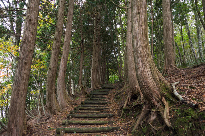 �_�C�̌�͏��S�҂ɃI�X�X���ȃg���C��