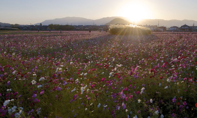 300万本が開花！藤原宮跡のコスモス畑は奈良の秋の風物詩