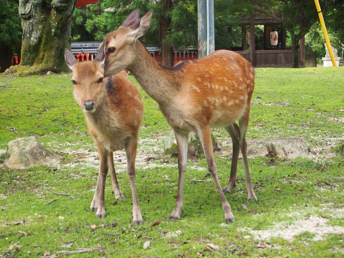 人と通じる お辞儀する鹿 宮島に生息する鹿5タイプを探索 広島県 Lineトラベルjp 旅行ガイド