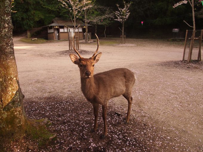 人と通じる お辞儀する鹿 宮島に生息する鹿5タイプを探索 広島県 Lineトラベルjp 旅行ガイド