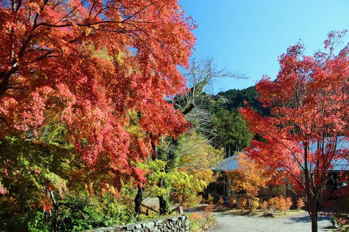 絶景の紅葉とともに温泉も楽しめる！あきる野市「秋川渓谷」（東京）