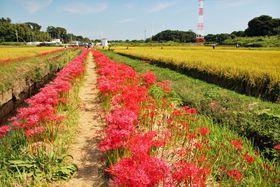 ÓŊyޏH̓ciI聕uoފ݉ԁv̋LTlC