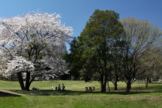 桜の大木が圧巻 河岸の桜も素敵 春の 東京都立野川公園 東京都 Lineトラベルjp 旅行ガイド