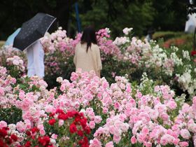 埼玉県内最大級のバラ園が魅力！「伊奈町制施行記念公園」