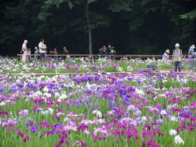 新東京百景にも選ばれた花菖蒲の名所！東村山市「北山公園」