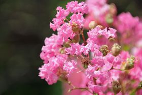 ȕSgy߂Iszsu_Av̉Ă̋LTlC