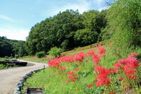 ÂȗRŔފ݉ԁIs~suサ傤Ԍv̋LTlC