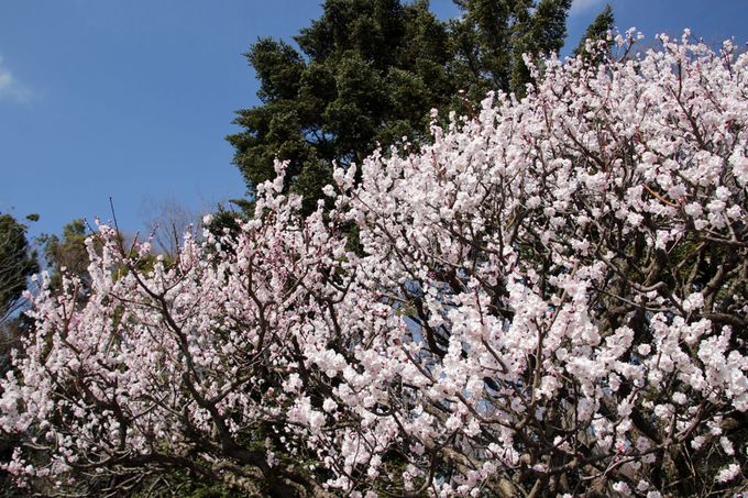 ʓ߂̒r̊ݕӂɍ炭~I