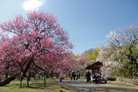 nŋw̖Isu_AvŊϔ~ŰLTlC