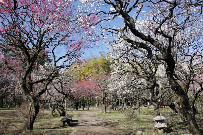 200{̔~炭IuEvł̊ϔ~͎̂ЂƂƂ