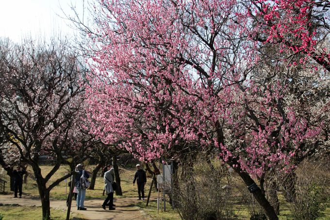 200{̔~炭IuEvł̊ϔ~͎̂ЂƂƂ