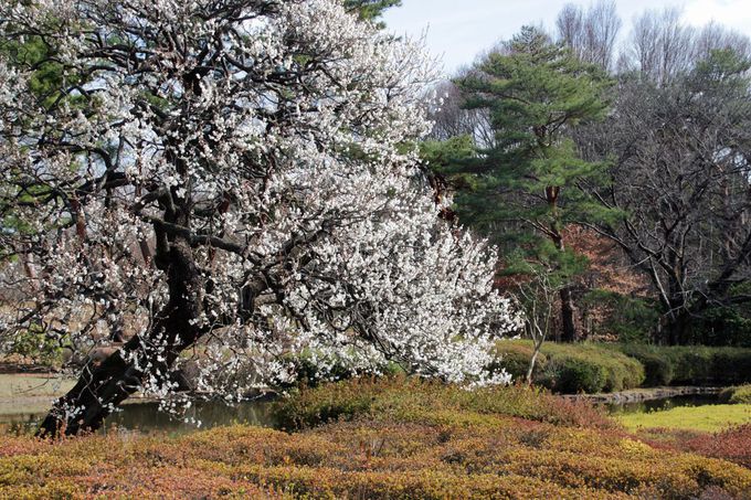 ʓ߂̒r̊ݕӂɍ炭~I