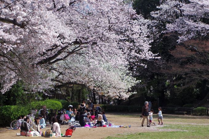 南側と北側、二つの広場で桜に包まれて花見の宴