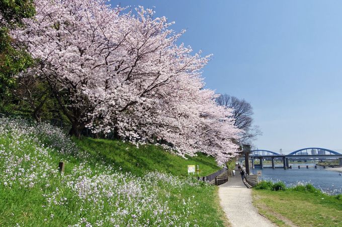 多摩川に沿って春散歩を楽しもう