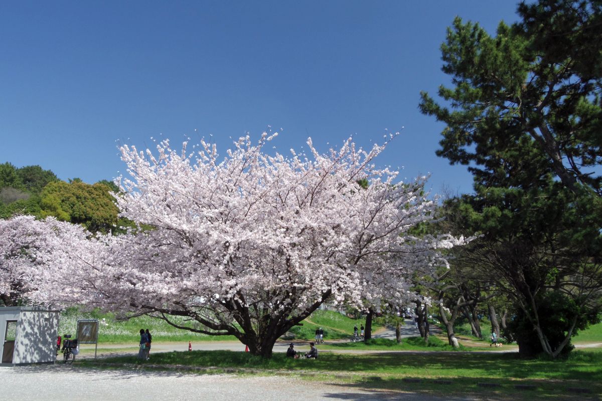 多摩川河岸で楽しむ花見散歩 東京都大田区 多摩川台公園 東京都 トラベルjp 旅行ガイド