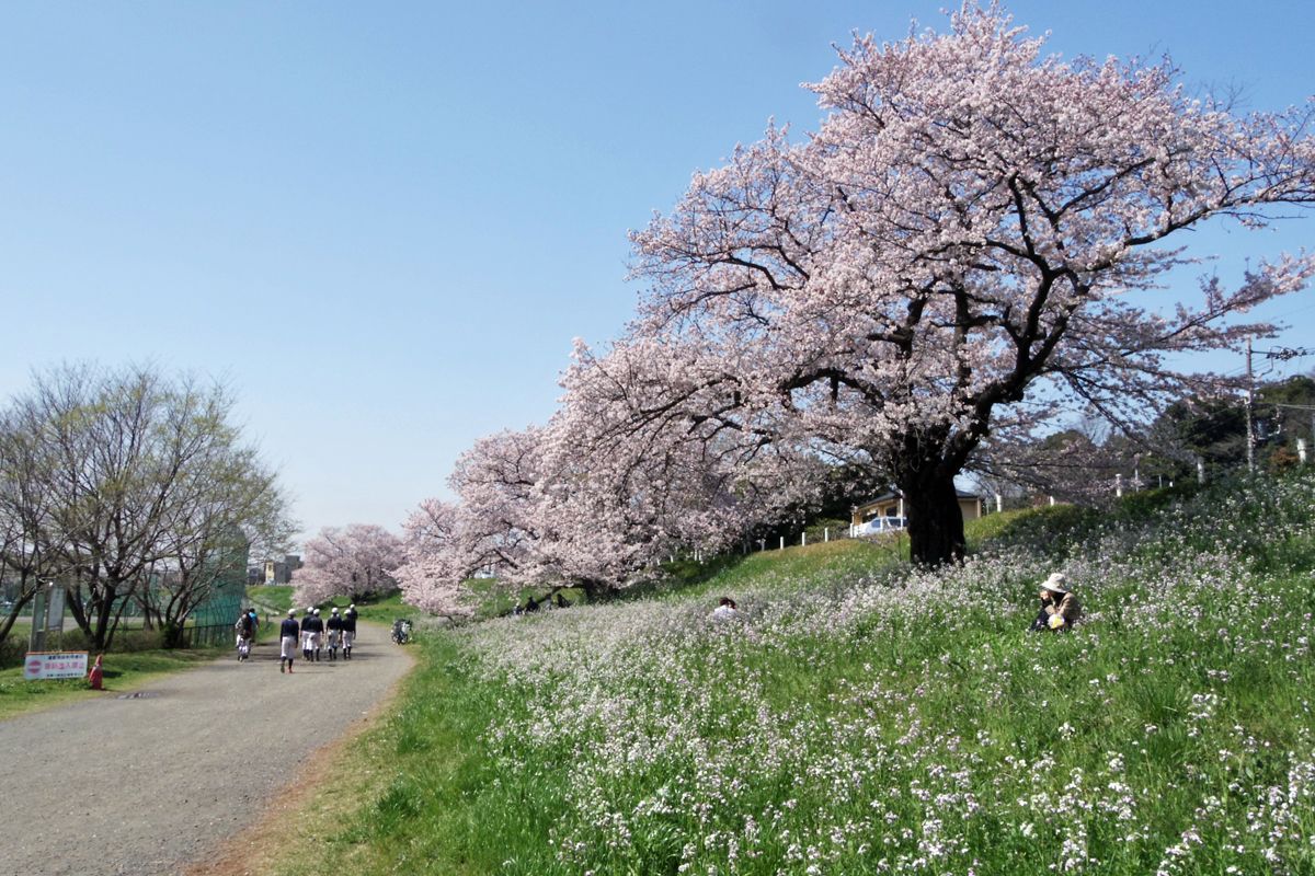 多摩川の河岸に咲く桜も必見