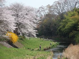 都心より少し遅めに見頃！東京都日の出町「塩田堤の桜並木」