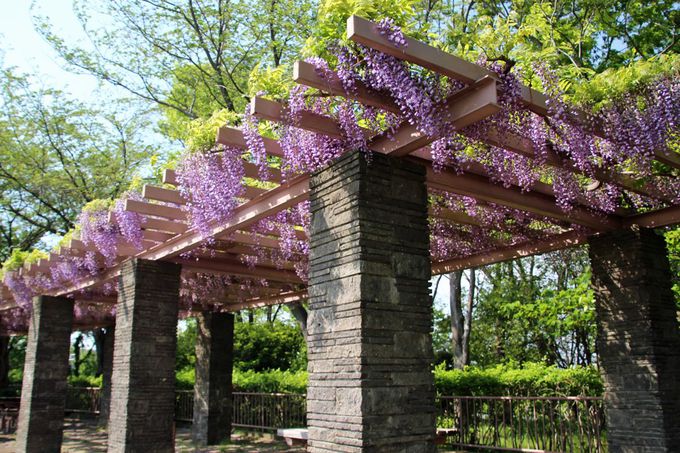 神奈川県藤沢市大庭の公園を巡って 市の花 藤を楽しもう 神奈川県 トラベルjp 旅行ガイド