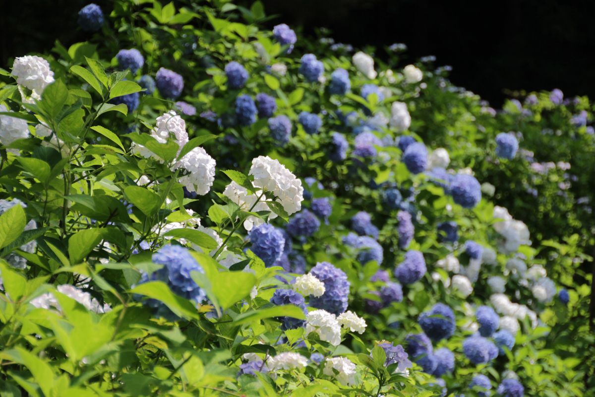 紫陽花と渓流のコラボが魅力 埼玉県 雀川砂防ダム公園 埼玉県 トラベルjp 旅行ガイド