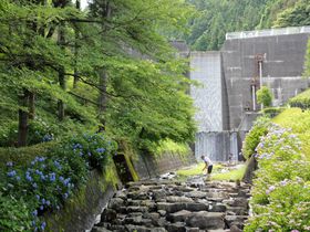 紫陽花と渓流のコラボが魅力！埼玉県「雀川砂防ダム公園」