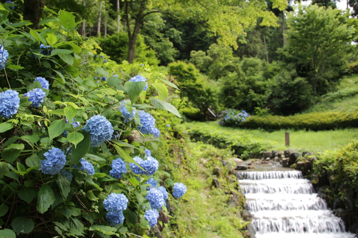 紫陽花と渓流のコラボが魅力 埼玉県 雀川砂防ダム公園 埼玉県 トラベルjp 旅行ガイド