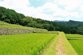 ���d��ɕ��Ԋ􉽊w�I�Ȕ������͕K���I����s�u�⌳�I�c�v�̋L���T���l�C��