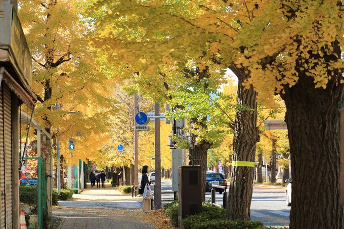 追分交差点から高尾駅まで、のんびり歩いて黄葉の並木を楽しもう