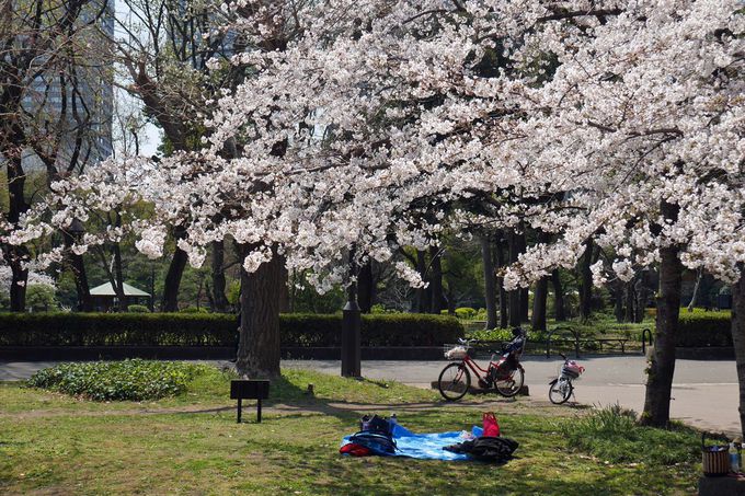 都心でお花見はいかが？桜咲く「日比谷公園」で楽しむ春散歩 | 東京都 | トラベルjp 旅行ガイド