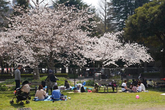 都心でお花見はいかが 桜咲く 日比谷公園 で楽しむ春散歩 東京都 トラベルjp 旅行ガイド