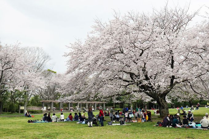 「大庭城址公園」の桜が圧巻！神奈川県藤沢市大庭で花見三昧