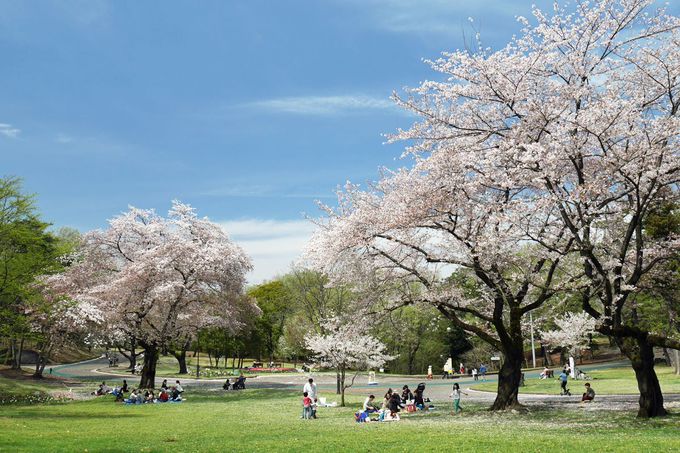 米軍将校の気分で花見！埼玉県「狭山稲荷山公園」は桜の名所