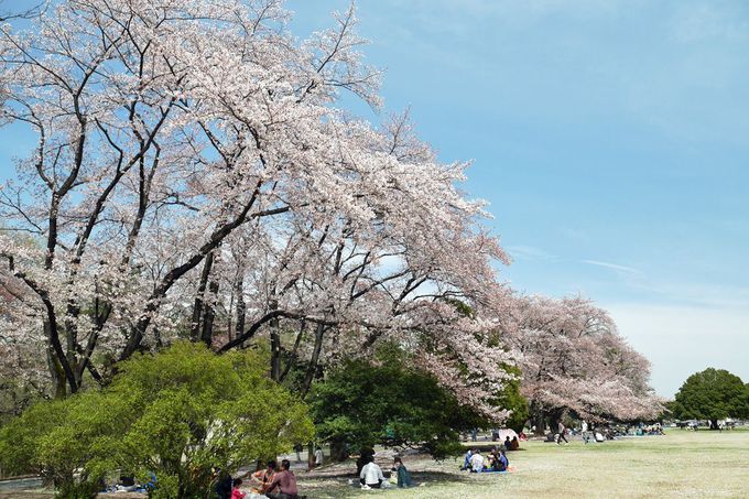 米軍将校の気分で花見 埼玉県 狭山稲荷山公園 は桜の名所 埼玉県 Lineトラベルjp 旅行ガイド