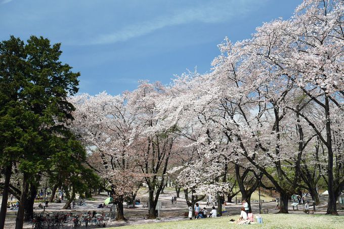 米軍将校の気分で花見 埼玉県 狭山稲荷山公園 は桜の名所 埼玉県 Lineトラベルjp 旅行ガイド