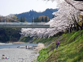 多摩川河岸の桜並木が絶景！東京都青梅市「釜の淵公園」の春