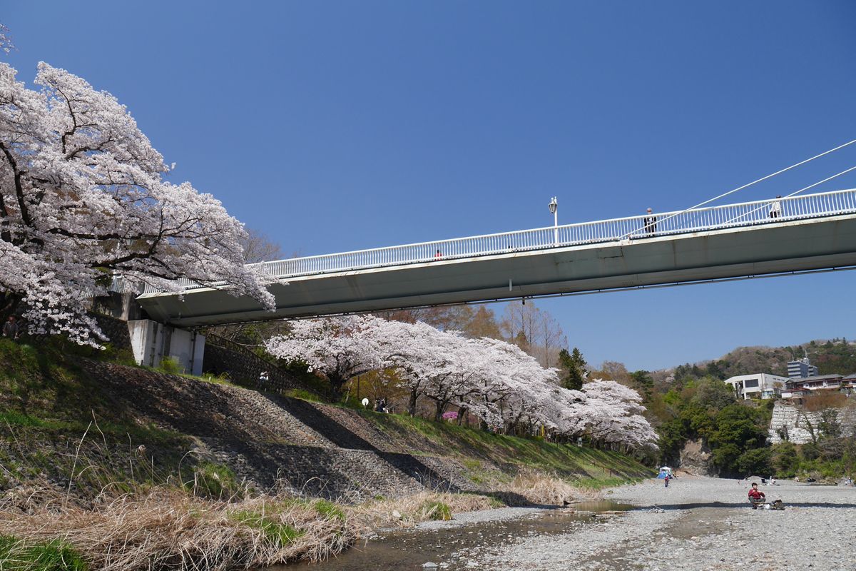 橋の上から、河原から、美しい桜並木を堪能