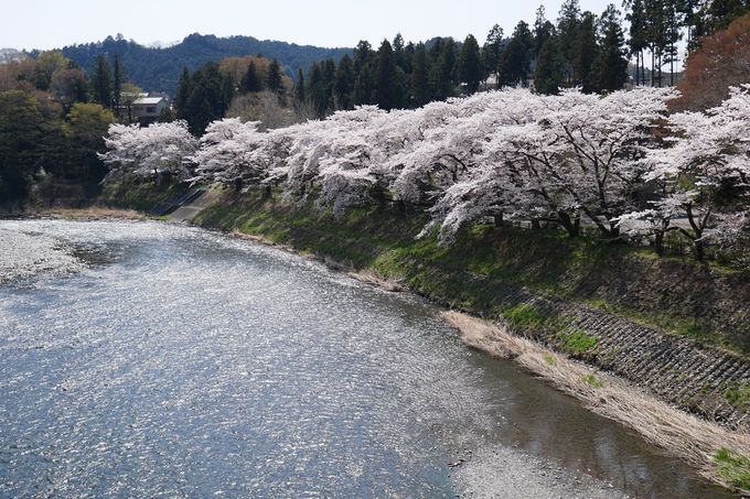橋の上から、河原から、美しい桜並木を堪能