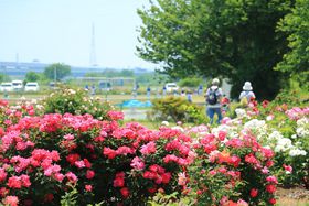 �J��������݂͊Ńo���I�_�ސ쌧�u���͐샍�[�Y�K�[�f���v�̋L���T���l�C��