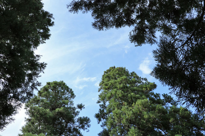 u킹ṽp[Ƌ{ېՂ̐т̖