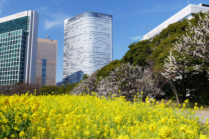 早春の都心散歩 ふたつの大名庭園を巡って観梅を楽しもう 東京都 トラベルjp 旅行ガイド
