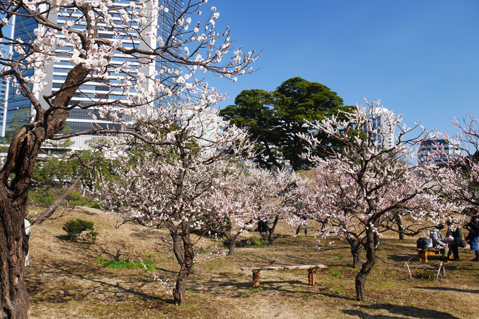 早春の都心散歩 ふたつの大名庭園を巡って観梅を楽しもう 東京都 Lineトラベルjp 旅行ガイド