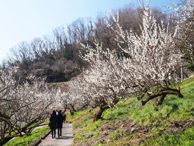 千本の梅が斜面を染め上げる！神奈川県相模原市「本沢梅園」