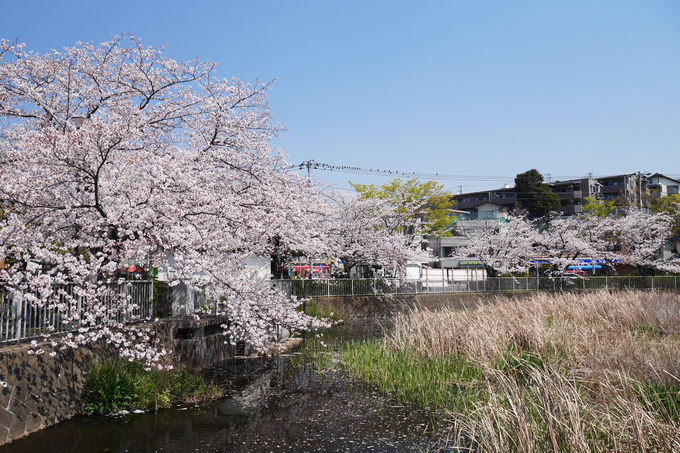 篠原池の岸辺に咲く桜が見逃し厳禁の素晴らしさ