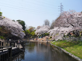 横浜緋桜も！横浜市「岸根公園」は大人気のお花見スポット