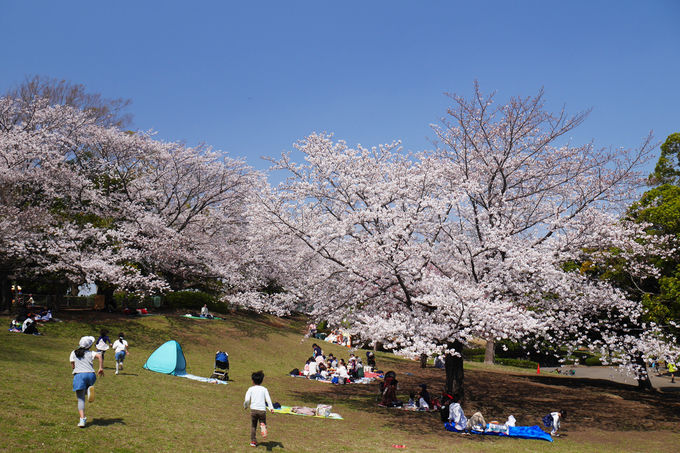 横浜緋桜も 横浜市 岸根公園 は大人気のお花見スポット 神奈川県 トラベルjp 旅行ガイド