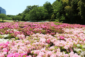 5���{�����炭�����̌i�ρI�_�ސ�u�������̋u�����v�̋L���T���l�C��